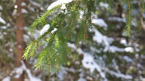 close up of snowy fir tree branch at winter forest