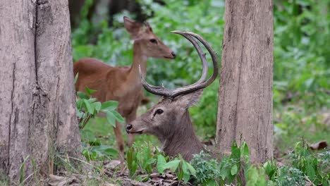 Der-Eldhirsch-Ist-Aufgrund-Von-Lebensraumverlust-Und-Jagd-Eine-Vom-Aussterben-Bedrohte-Art