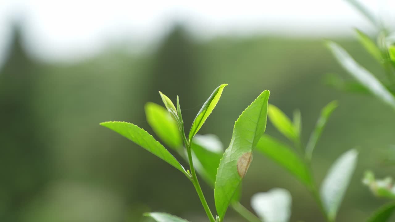 Darjeeling tea leaves are world famous for their texture and aroma