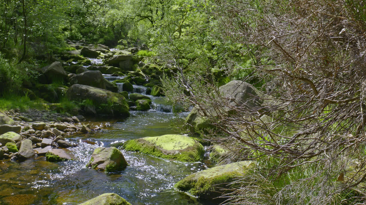 la maravillosa reserva natural de wyming brook, cerca de sheffield, yorkshire, en el reino unido.