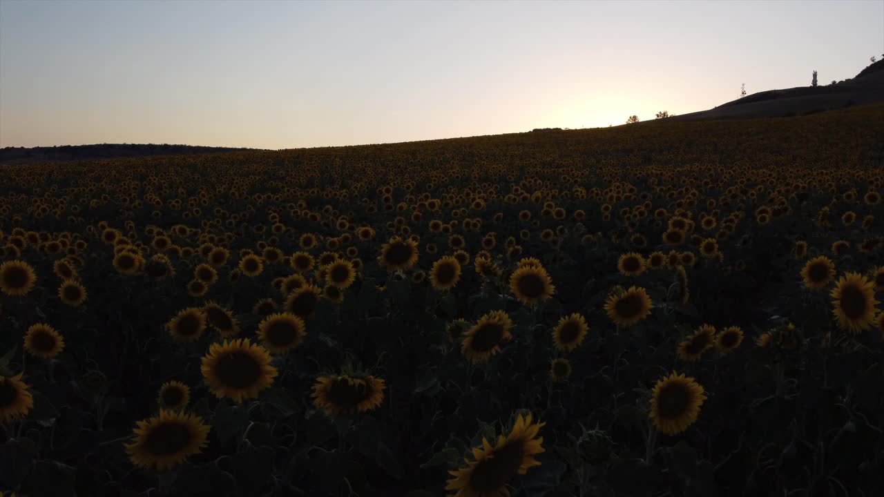 Air flight over sunflower field during sunset.