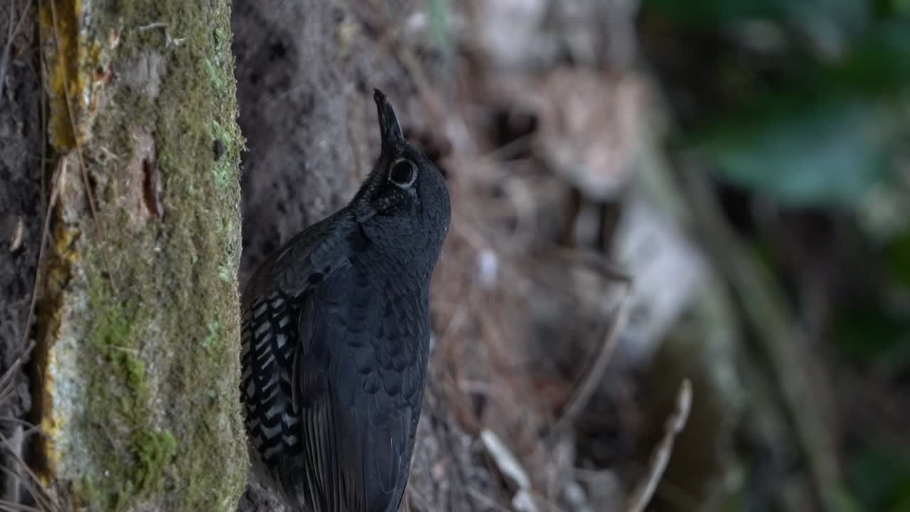 un pájaro negro llamado zoothera andromedae estaba buscando comida en el suelo en el medio del bosque