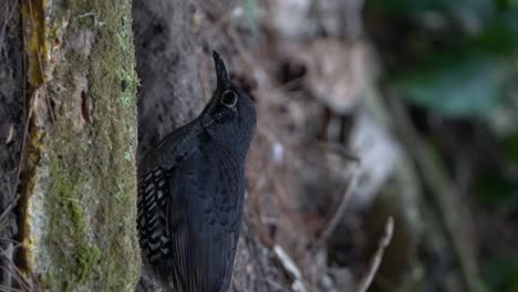 a black bird named zoothera andromedae was looking for food on the ground in the middle of the forest