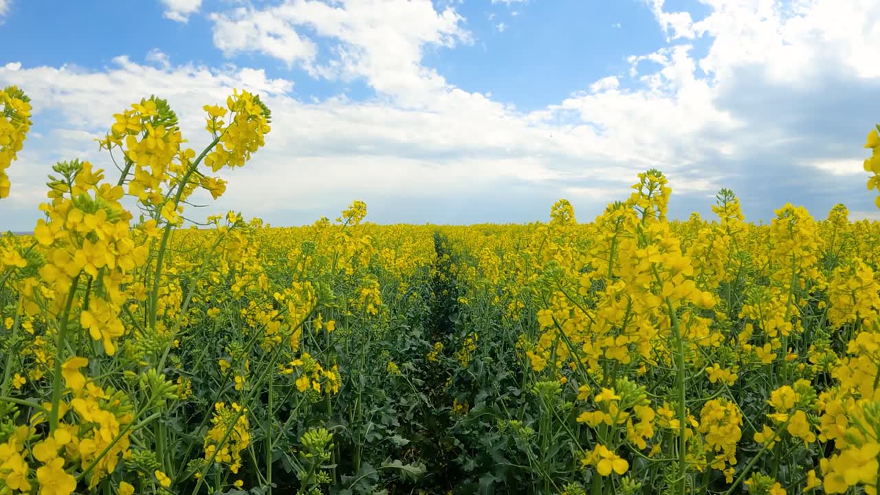 화창한 봄날 들판에서 천천히 흔들리는 유채 꽃