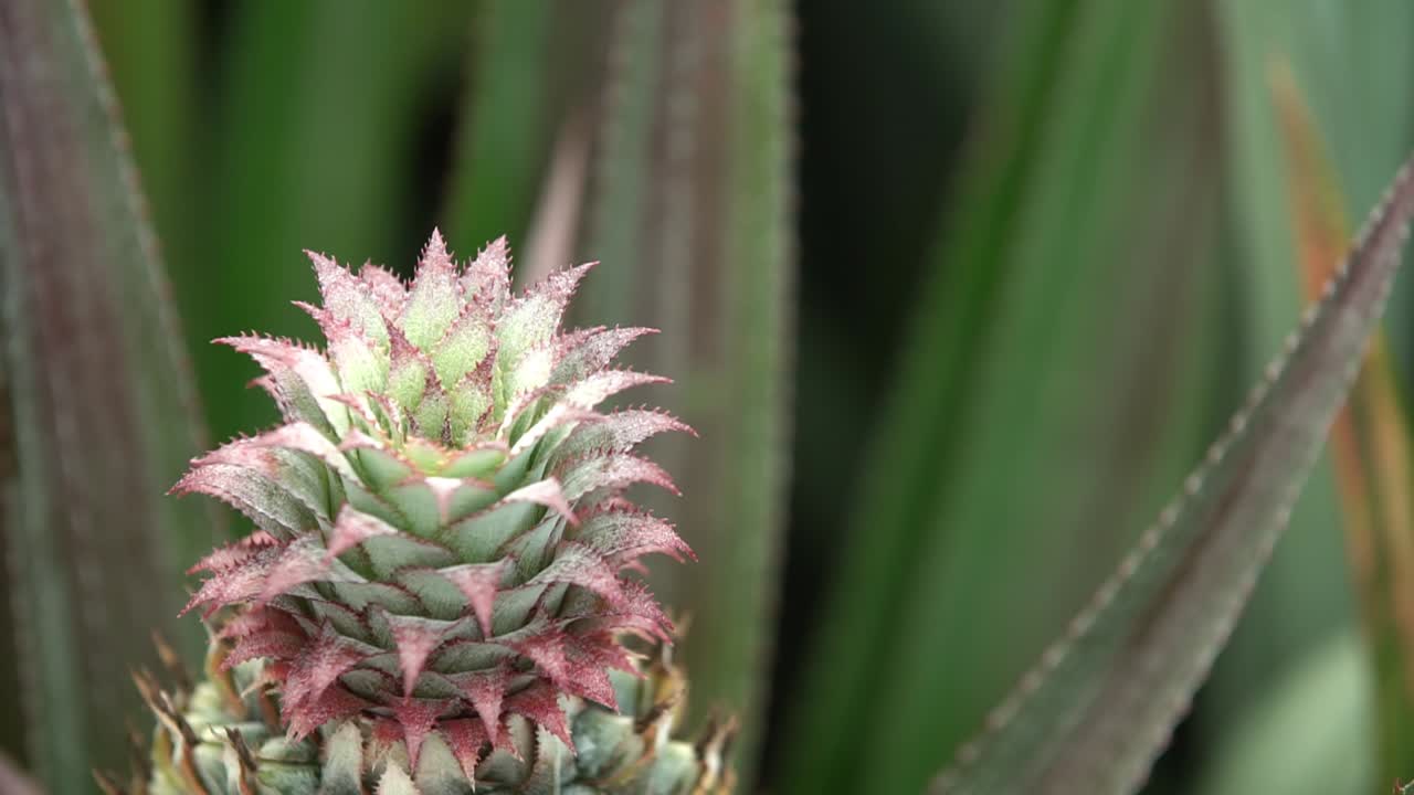 flor de piña tomada con una sony a6500 con lente metabone speedbooster: canon 16-35 f2