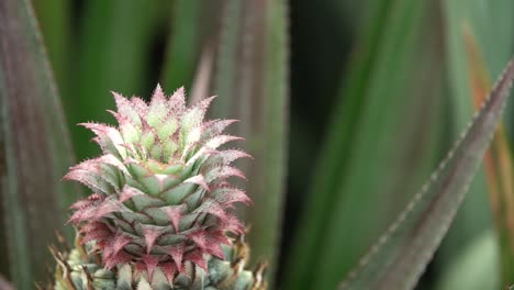 Pineapple-Flower
Shot-on-Sony-A6500-with-Metabone-Speedbooster-Lens-:-Canon-16-35-f2