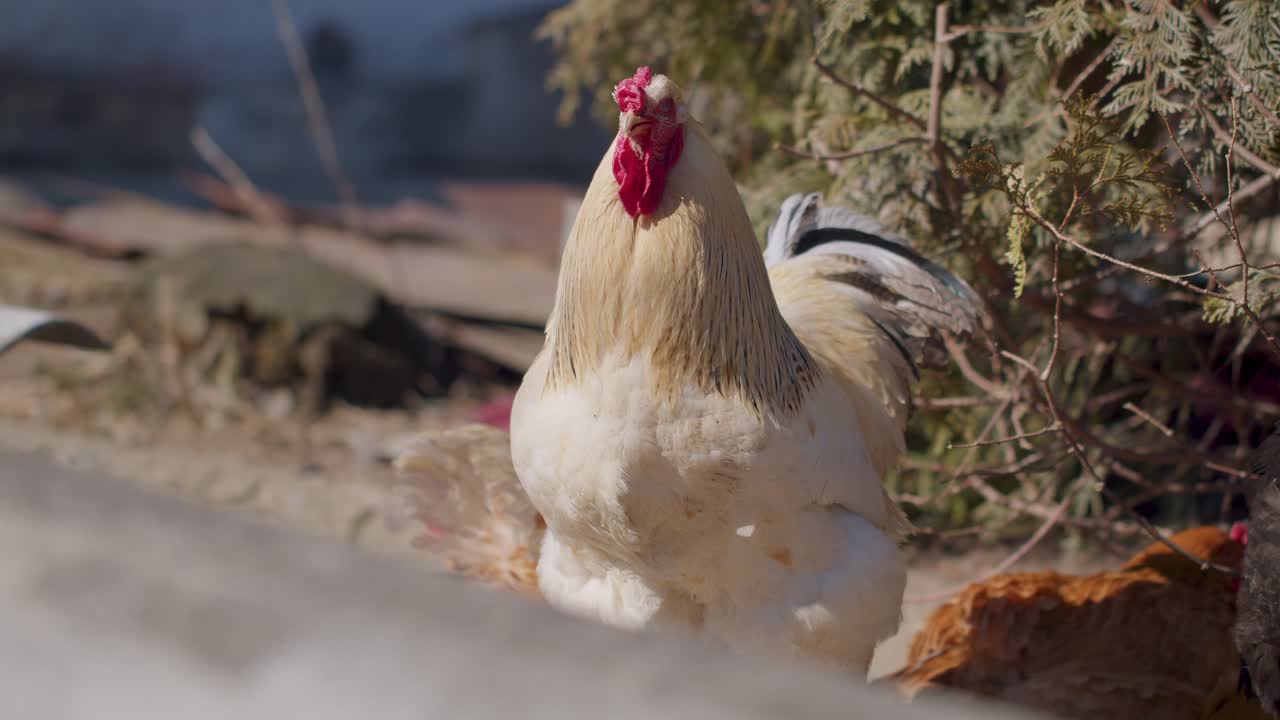 Freerange one big white domestic rooster chicken on a small rural eco farm hen looking at camera