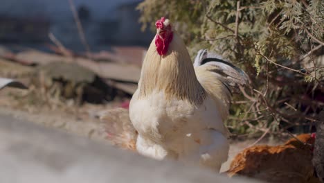 freerange one big white domestic rooster chicken on a small rural eco farm hen looking at camera
