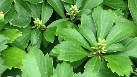 primer plano de hojas y flores de pachysandra
