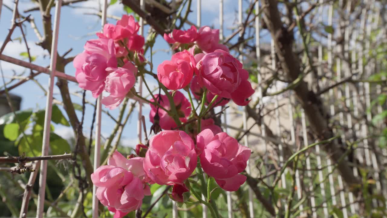 A close-up of vibrant pink roses climbing and blooming on a white metal trellis under a bright, sunny sky