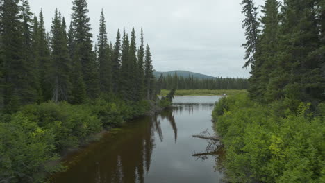 a calm river running through a large forest in newfoundland and labrador