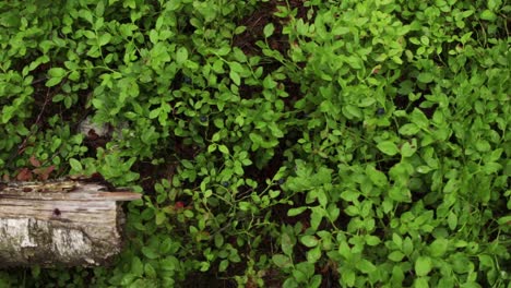 Heidelbeeren-In-Einem-Schwedischen-Wald,-Gefilmt-Von-Oben-Mit-Einem-Kleinen-Baumstamm-In-Der-Aufnahme