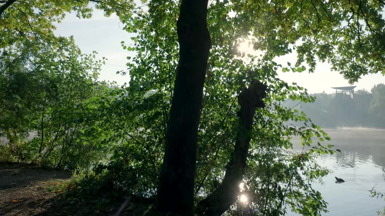 Sunlight Through Trees by the Lake