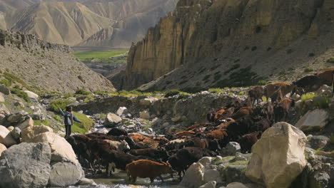 grupo de rebaño de vacas cruzando el río y niño pastor arrojando una piedra en el mustang superior de nepal para mostrarles un camino