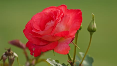 A-Hand-Squeezing-the-Aachener-Dom-rose---Close-Up