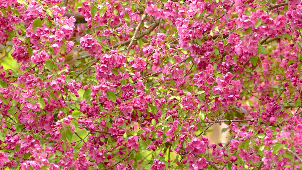 A warbling vireo feeds on the pink blossoms on a tree.