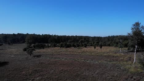 flying-down-over-wild-field-covered-in-heather-and-scattered-trees-on-a-sunny-and-warm-day-with-blue-sky-above