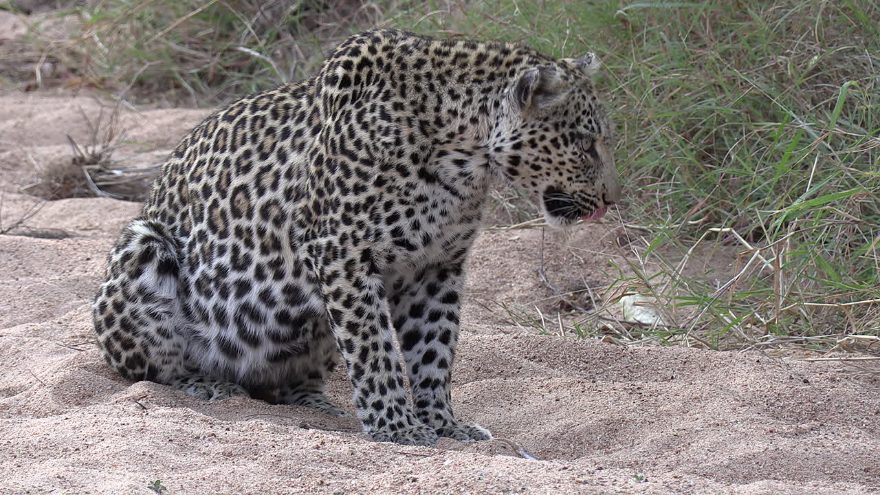 un leopardo salvaje vomitando y regurgitando bilis estomacal