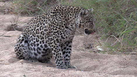 un leopardo salvaje vomitando y regurgitando bilis estomacal