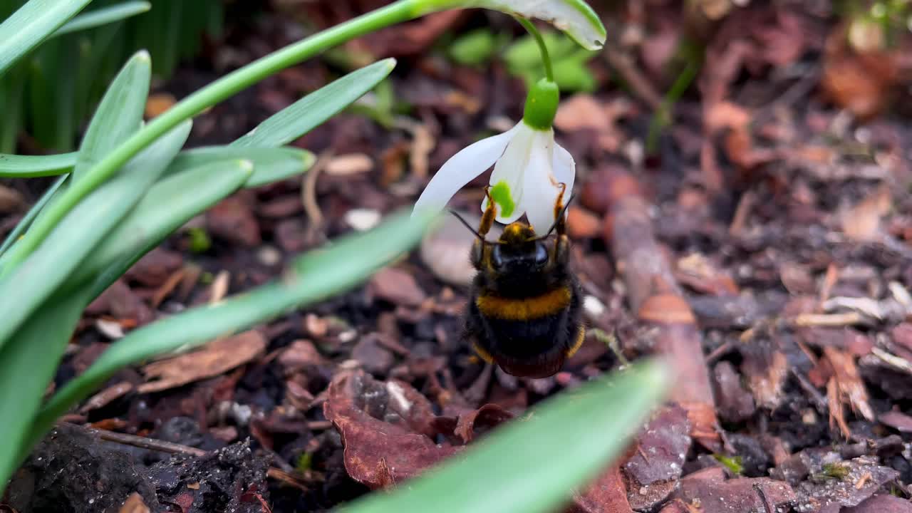 abejorro recogiendo néctar de una flor de lirio blanco