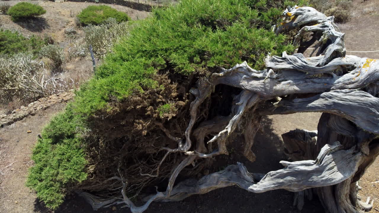 árbol viejo y seco doblado al suelo con madera blanca y vegetación brotando en las ramas en un día soleado, isla el hierro, el sabinar