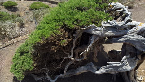 Alter-Und-Trockener-Baum,-Der-An-Einem-Sonnigen-Tag-Mit-Weißem-Holz-Und-Sprießendem-Grün-In-Den-Zweigen-Auf-Den-Boden-Gebogen-Ist,-Insel-El-Hierro,-El-Sabinar