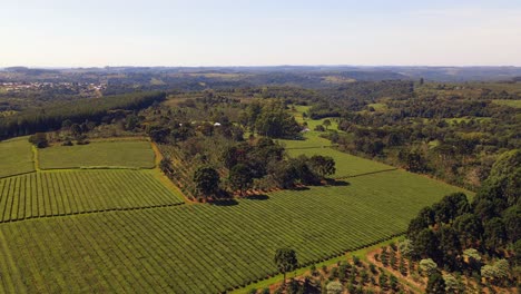 Eine-Atemberaubende-Grüntee-Plantage-In-Südamerika-Zeigt-Die-Landschaftliche-Schönheit-Und-Landwirtschaftliche-Bedeutung-Dieser-Berühmten-Und-Geschätzten-Kulturpflanze