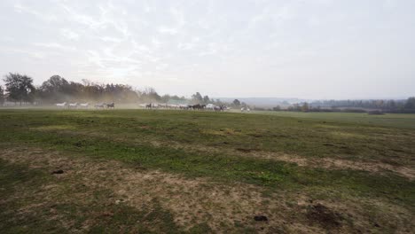 Wide-shot-of-Lipizzaner-horses-running-through-the-field-in-the-morning