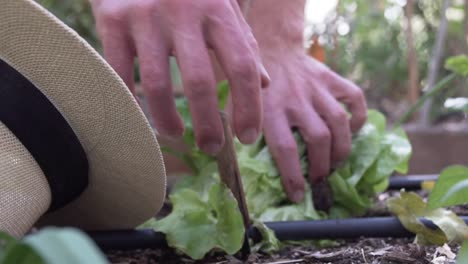 hand cut salad in the vegetable garden with knife in slow motion