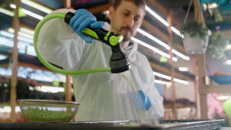 watering pea seeds in a greenhouse
