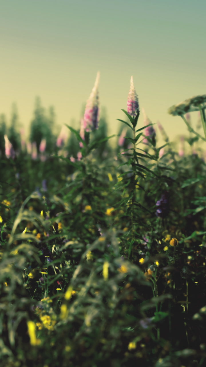 Wildflowers growing in a field during early morning light in springtime