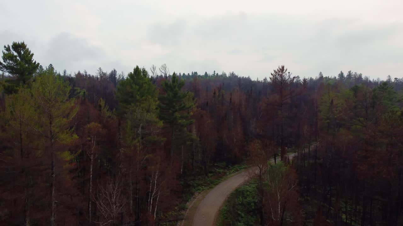 Drone svæver over en skov med afbrændte træer efter en stor skovbrand i Ontario.