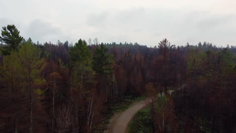 Drone-soars-over-a-forest-with-burnt-trees-after-a-major-wildfire-in-Ontario