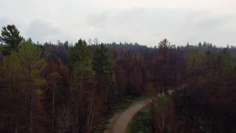 drone se eleva sobre un bosque con árboles quemados después de un gran incendio forestal en ontario