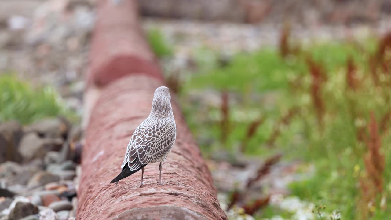 la gaviota de pie en una pipa en fife