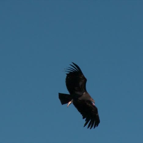 A-Condor-Soars-Over-Grand-Canyon-National-Park-4