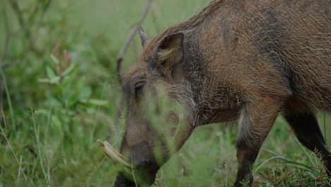 warthog in its natural habitat