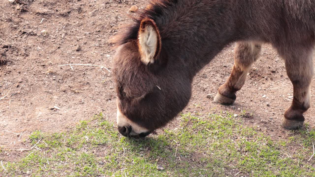 오스트레일리아 발라라트에서 풀을 먹는 당나귀