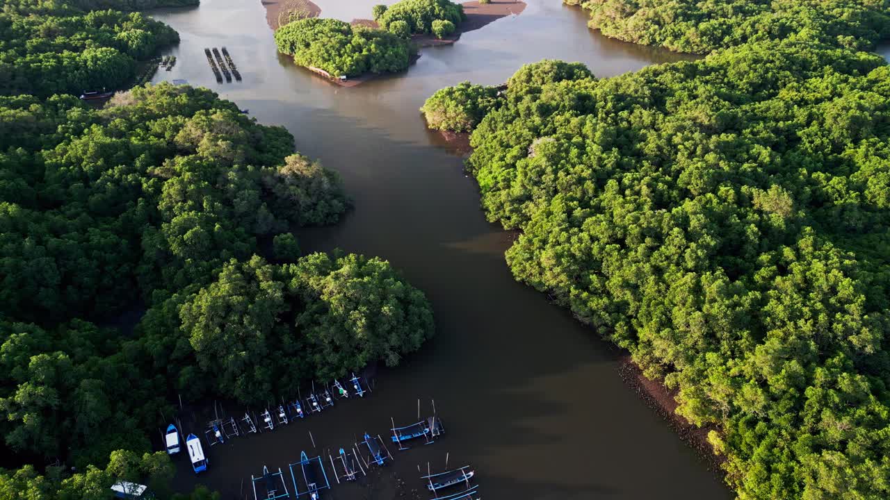 Aerial View of Mangrove Forest with Boats