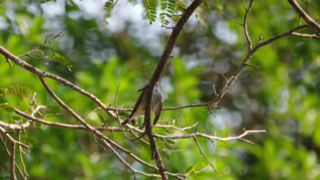 Perched-on-the-branch-in-the-middle-of-the-frame-partially-covered-as-it-is-preening-and-chirping