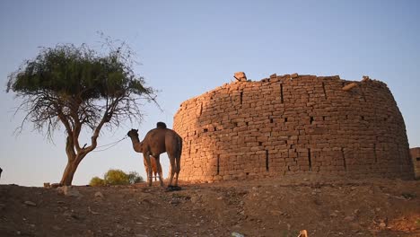 Indisches-Kamel-An-Einen-Baum-In-Der-Nähe-Eines-Berühmten-Touristenortes-Gebunden