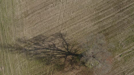 aerial zoom out of bare tree shadow in agricultural field on a sunny spring day