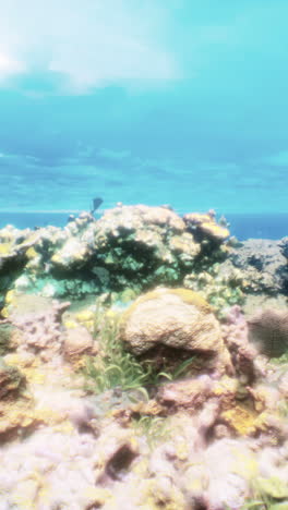 hermoso arrecife de coral submarino