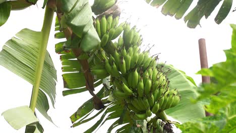 plátanos sin madurar en la jungla de cerca en india