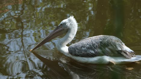 Natur-In-Bewegung,-Wilder-Vogel-Gleitet-über-Die-Oberfläche-Des-Flusswassers