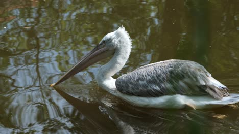 la naturaleza en movimiento, el pájaro salvaje se desliza a través de la parte superior del agua del río