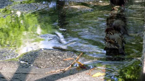 Two-small-birds-take-a-bath-in-a-puddle-on-the-sidewalk-while-a-larger-bird-drinks-from-the-puddle