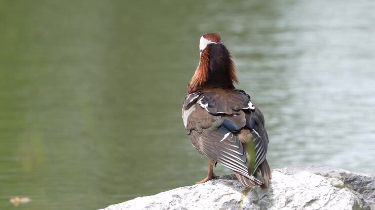 Anatra mandarina maschio che si pulisce le piume su una roccia accanto ad acqua calma, vista di fauna selvatica, natura e birdwatching
