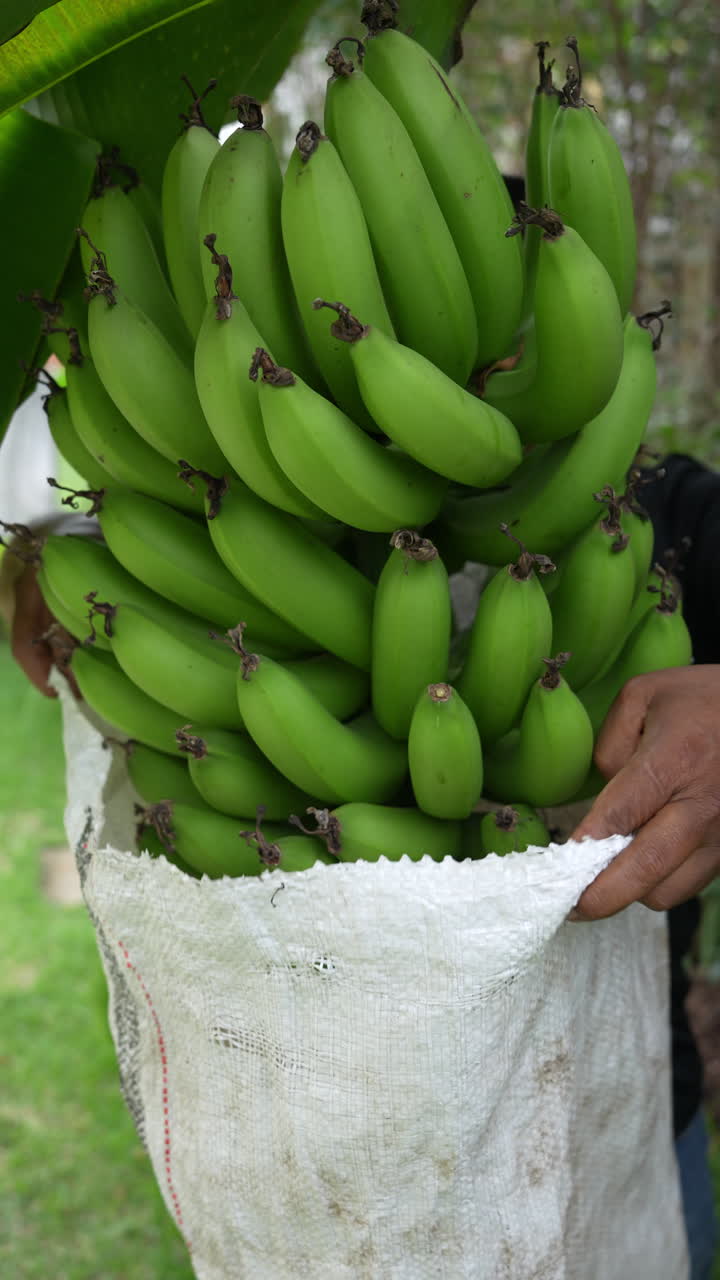 Experience the vibrant process of harvesting green bananas in this vertical video. Hands carefully gather the cluster into a sack amid lush foliage. Perfect for mobile and social media!