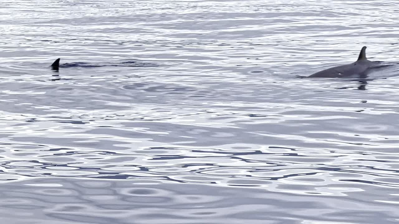 A pod of beautiful and rare Beaked whales emerge from the glossy sunlit ocean's surface showing their tiny dorsal fins and blowholes.